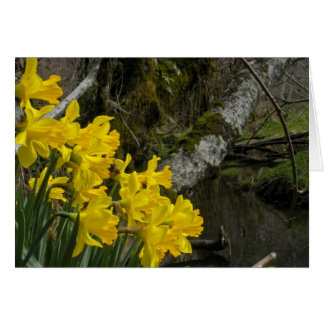 Daffodiles 01