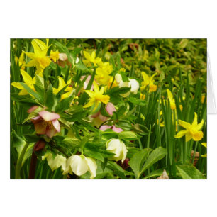 Daffodiles et carême Rose coloré Floral