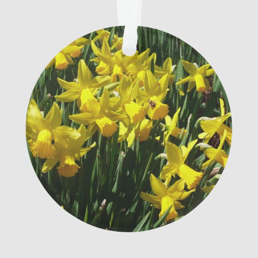 Daffodiles Jaunes I Fleurs De Printemps Cheveux (dos)