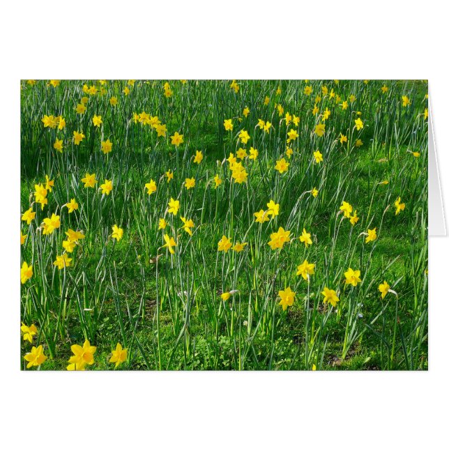 Daffodiles/Narcisse (Devant horizontal)