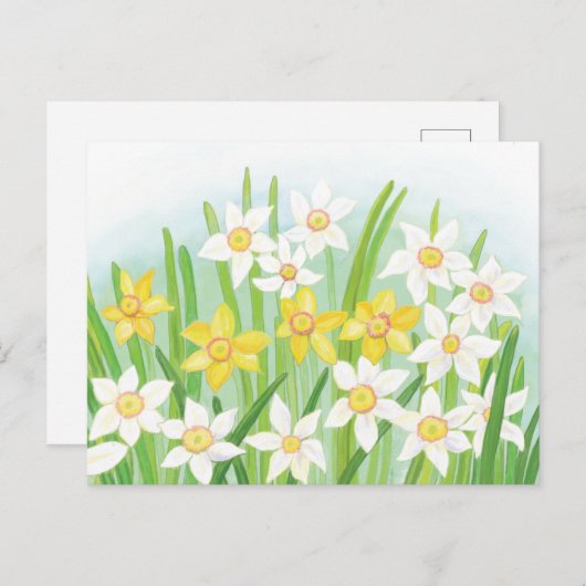 Daffodiles signes du printemps Carte postale (Devant / Derrière)