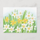 Daffodiles signes du printemps Carte postale (Devant)