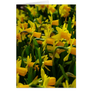 Daffodilfamilie