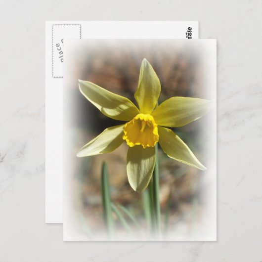 Daffodill Briefkaart (Voorkant / Achterkant)