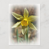 Daffodill Briefkaart (Voorkant)