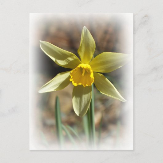 Daffodill Briefkaart (Voorkant)