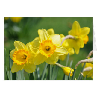 Daffodils