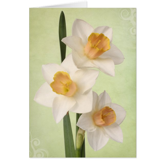 Daffodils (Voorkant)