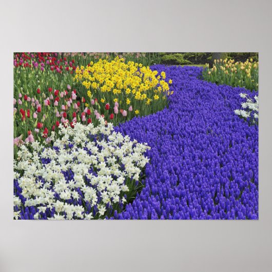 Daffodils and Grape Hyacinth, Keukenhof 2 Poster (Voorkant)