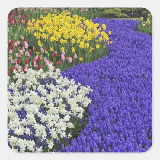 Daffodils and Grape Hyacinth, Keukenhof 2 Vierkante Sticker (Voorkant)