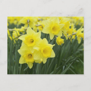 Daffodils Briefkaart