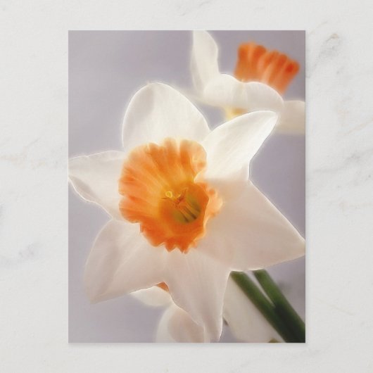 Daffodils Briefkaart (Voorkant)
