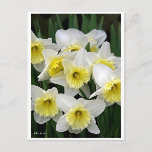 Daffodils Briefkaart (Voorkant)