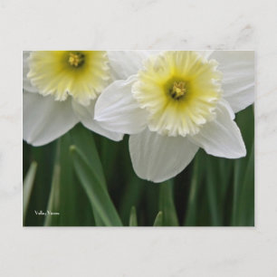 Daffodils Briefkaart
