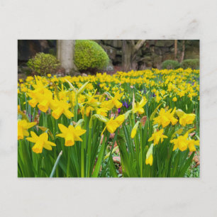 Daffodils Briefkaart