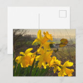 Daffodils Briefkaart (Voorkant / Achterkant)