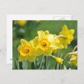 Daffodils Briefkaart (Voorkant / Achterkant)