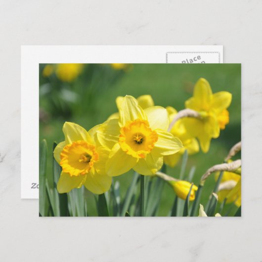 Daffodils Briefkaart (Voorkant / Achterkant)