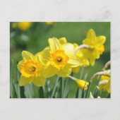 Daffodils Briefkaart (Voorkant)