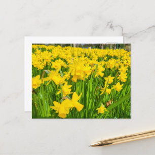 Daffodils Briefkaart