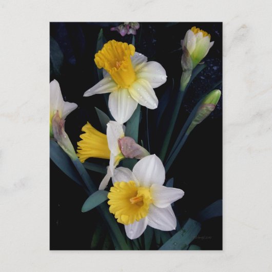 Daffodils Briefkaart (Voorkant)