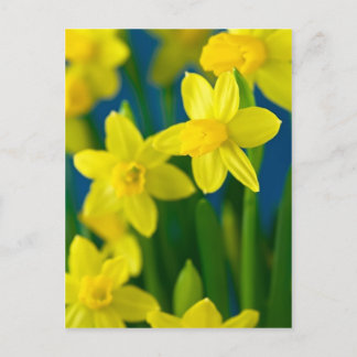 Daffodils Briefkaart