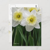 Daffodils Briefkaart (Voorkant / Achterkant)