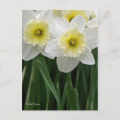 Daffodils Briefkaart (Voorkant)