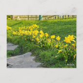 Daffodils Briefkaart (Achterkant)