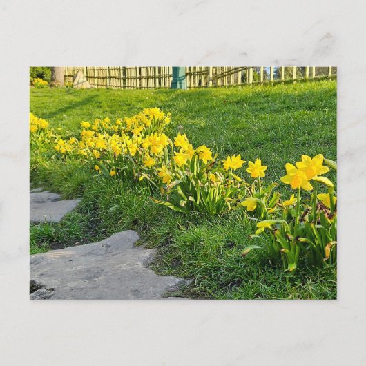 Daffodils Briefkaart (Voorkant)