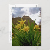 Daffodils [Briefkaart] Briefkaart (Voorkant / Achterkant)