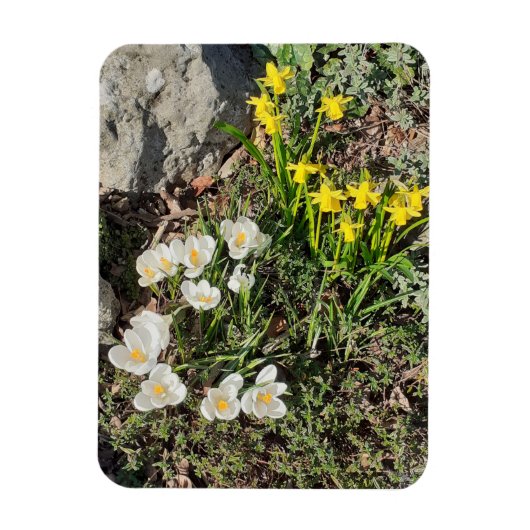 Daffodils & Crocus Magneet (Verticaal)