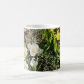 Daffodils & Crocus Mok (Center)