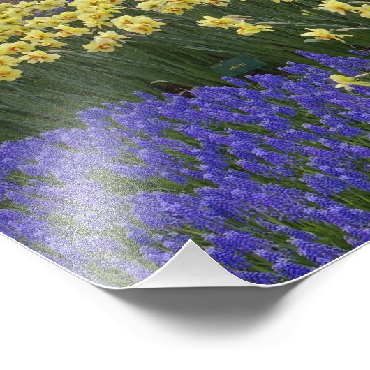 Daffodils, druivesuiker en tulip-tuin; foto afdruk (Hoek)