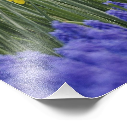 Daffodils en Grape Hyacinth, Keukenhof Foto Afdruk (Hoek)