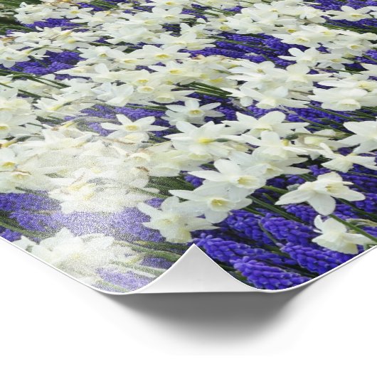 Daffodils en Grape Hyacinth, Keukenhof Foto Afdruk (Hoek)