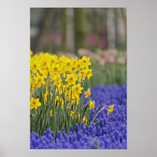 Daffodils en Grape Hyacinth, Keukenhof Poster