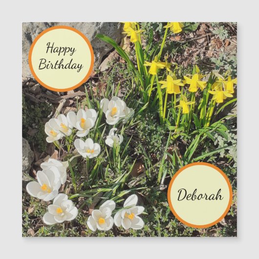 Daffodils et Crocus Carte magnétique d'anniversair (Devant)