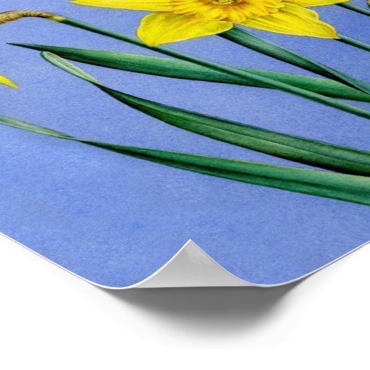 Daffodils imprimé poster d'art botanique (Coin)