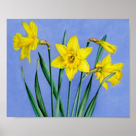 Daffodils imprimé poster d'art botanique (Devant)