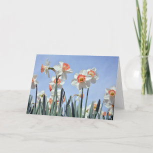 Daffodils in Bloom Kaart
