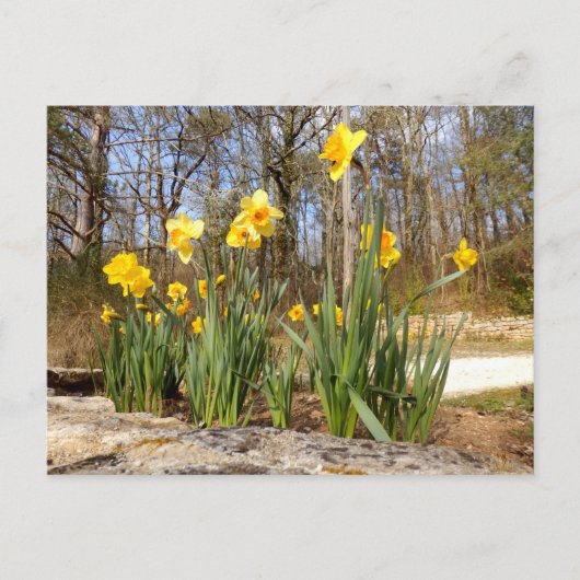 Daffodils in het Paasfeest Briefkaart (Voorkant)