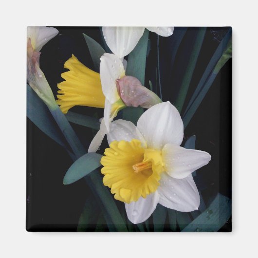 Daffodils Magneet (Voorkant)