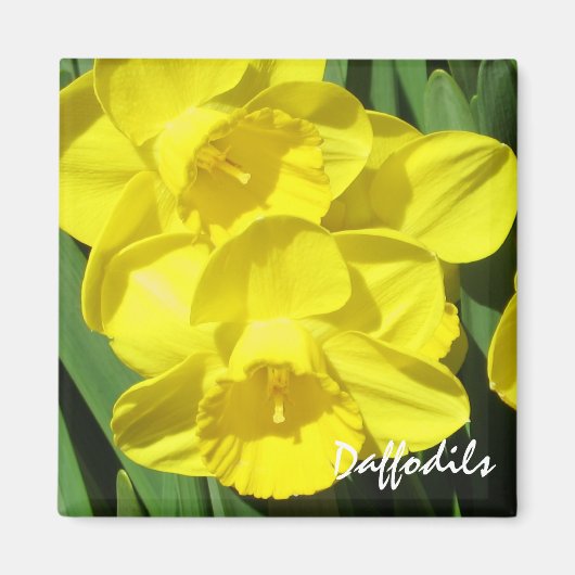 Daffodils Magnet Magneet (Voorkant)