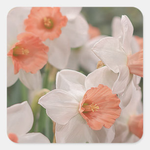 Daffodils Peach Vierkante Sticker