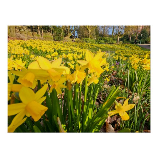 Daffodils Perfect Poster (Voorkant)