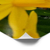 Daffodils Perfect Poster (Hoek)