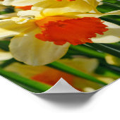 Daffodils Poster (Hoek)