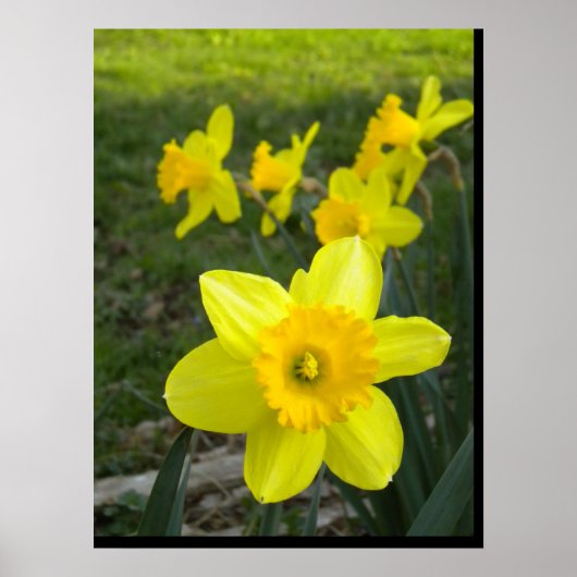 Daffodils Poster (Voorkant)