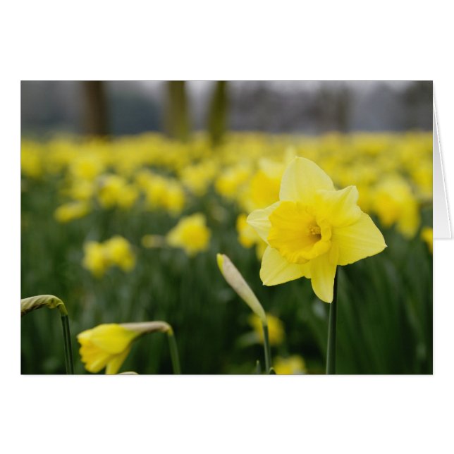 Daffodils (RF) (Voorkant Horizontaal)